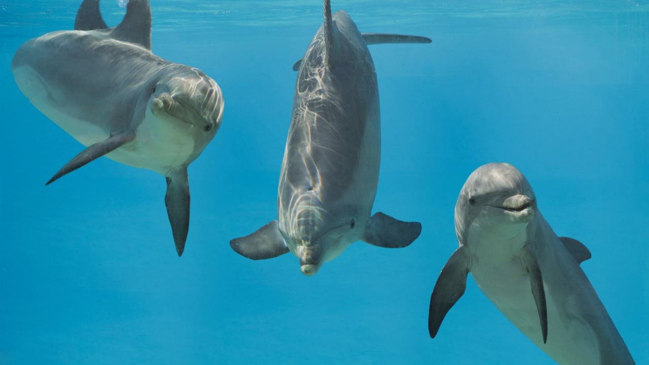 Three dolphins in clear blue water