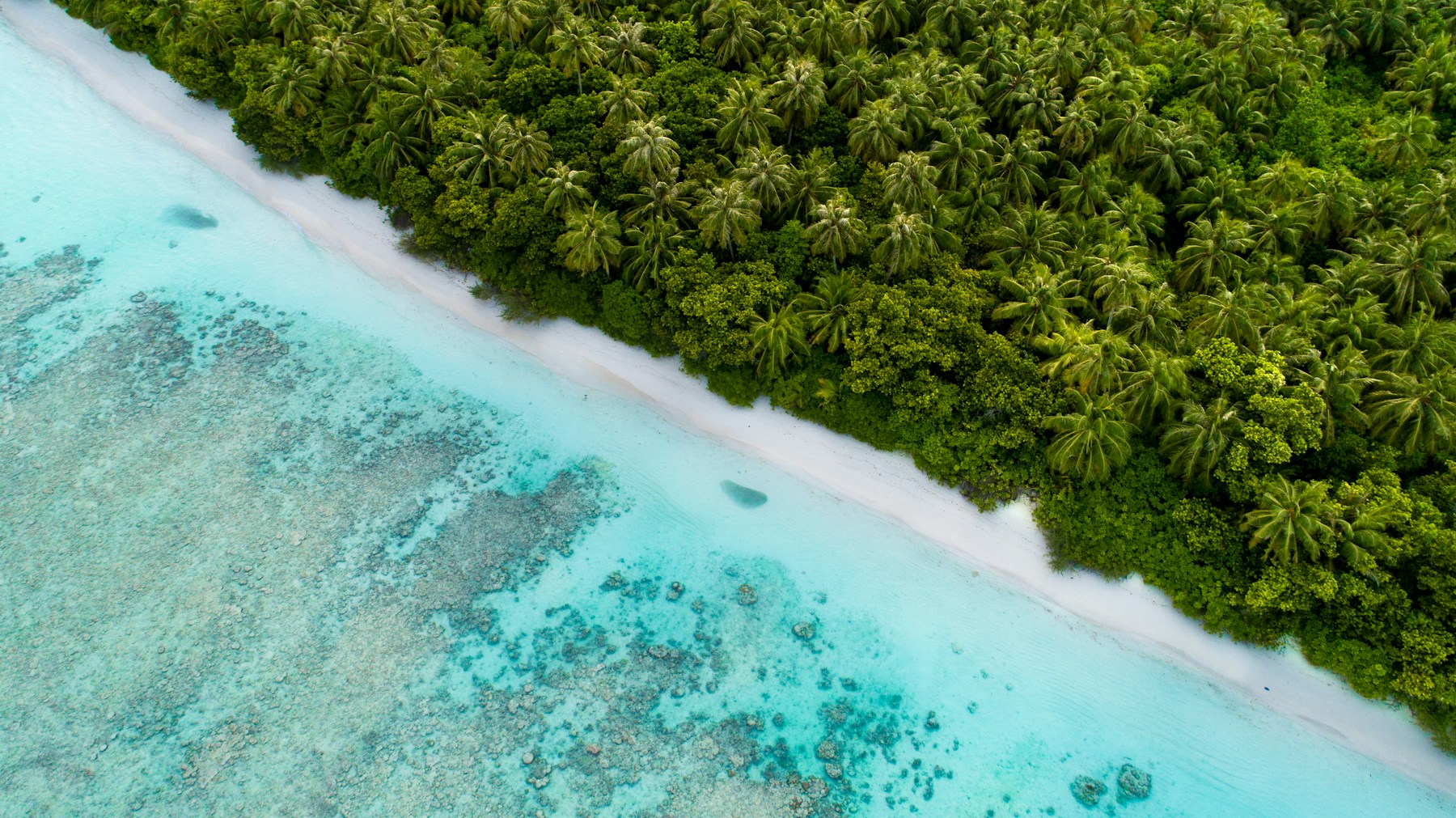 Palm trees and white sand on Dhigurah