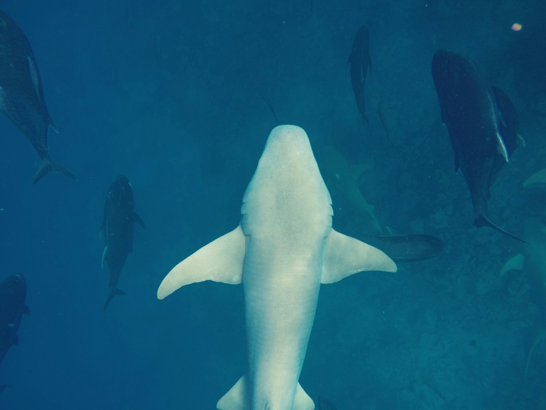 A shark underwater off Fulidhoo