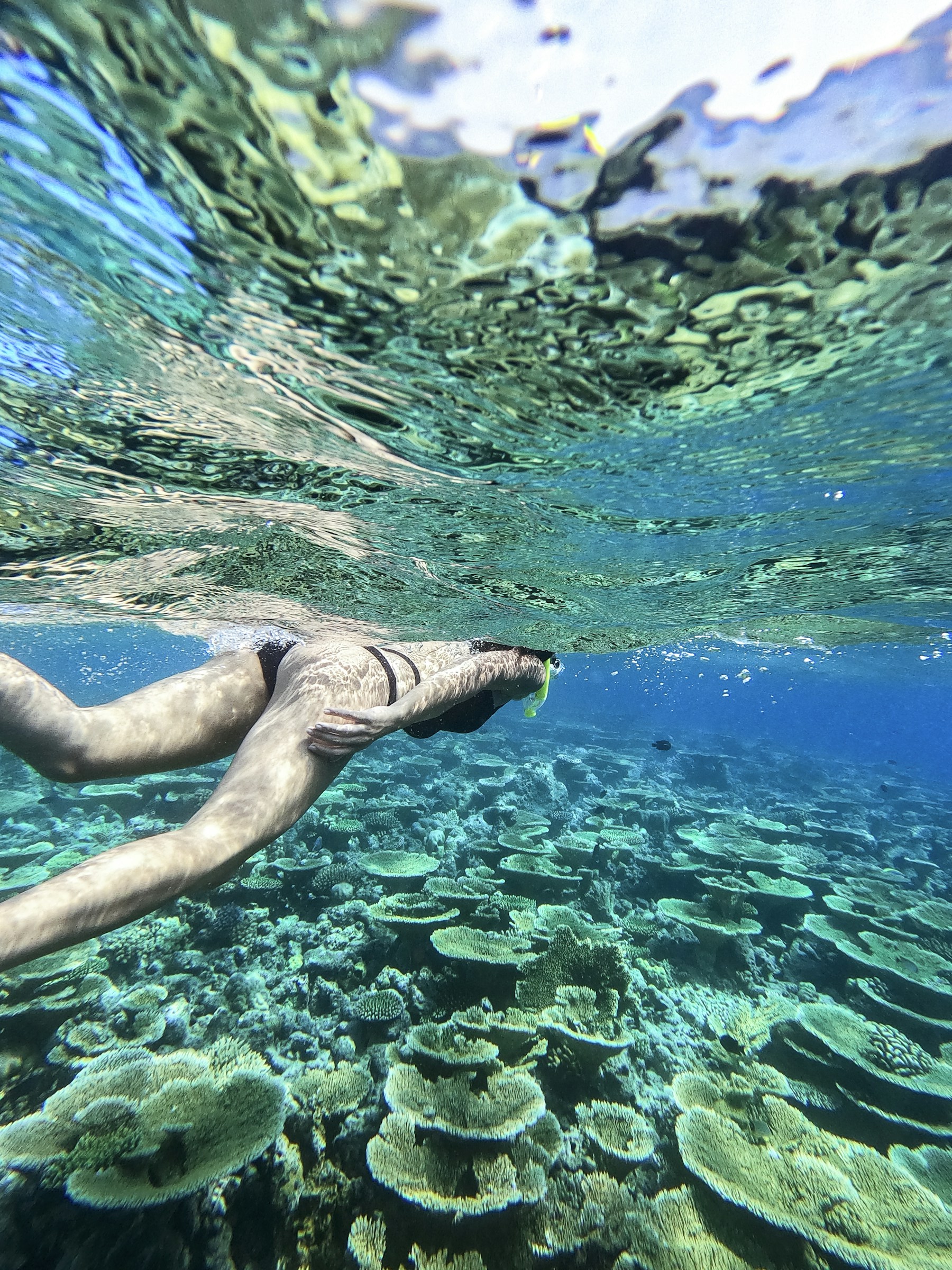 Snorkelling in clear water off Fulidhoo