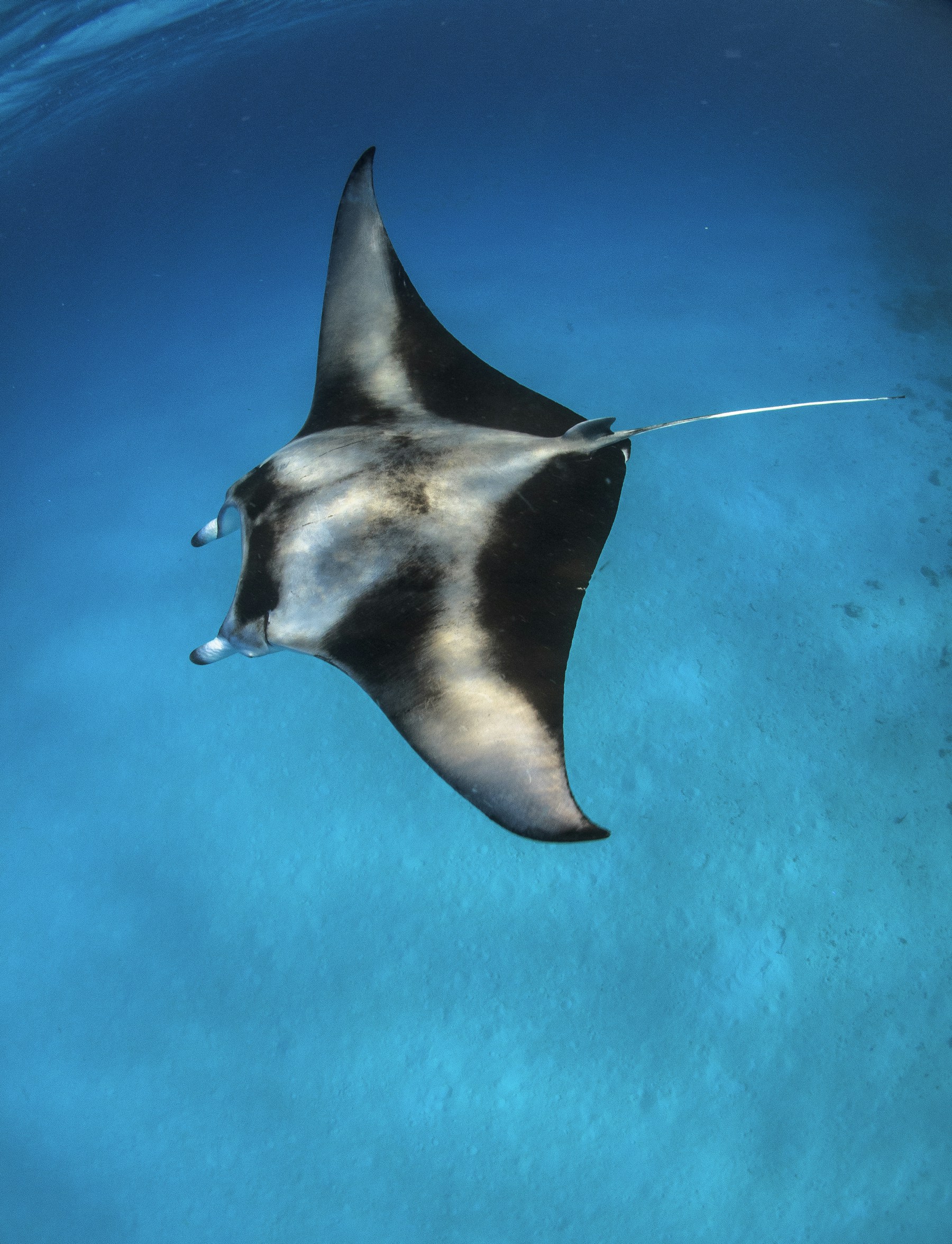 A manta ray off Dhigurah