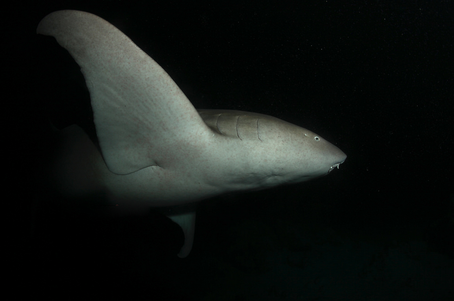 Night diving at Alimatha