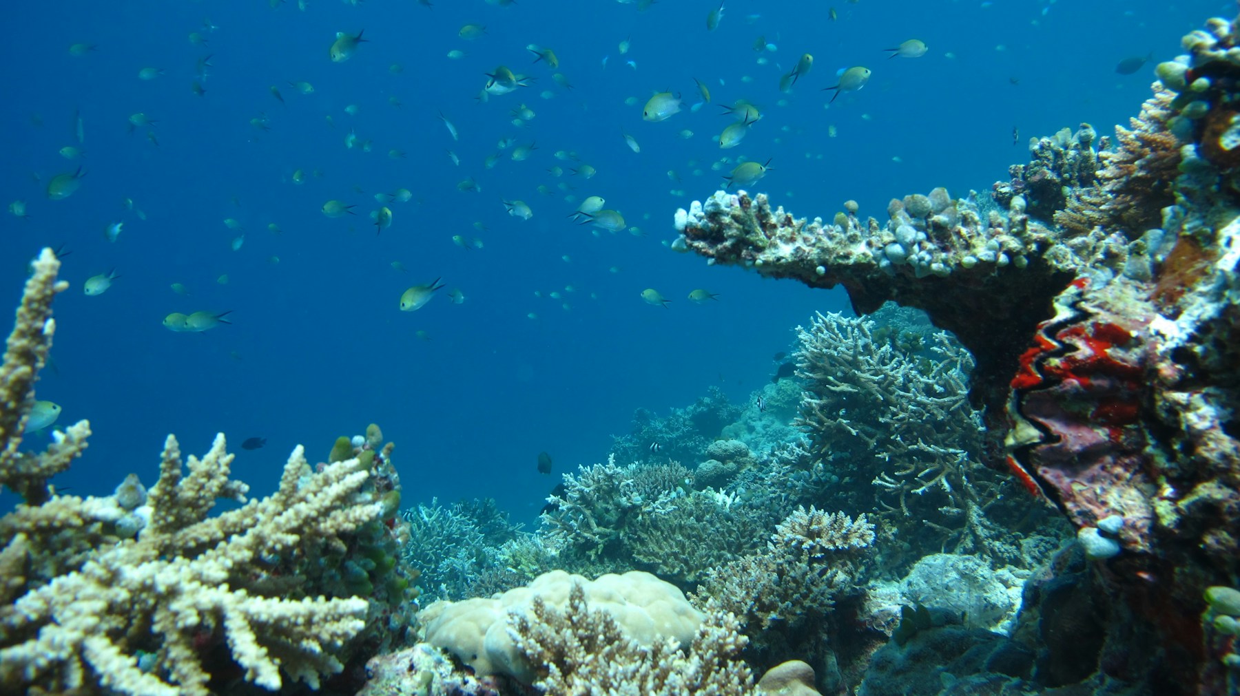 A coral reef and a school of fish in the Maldives