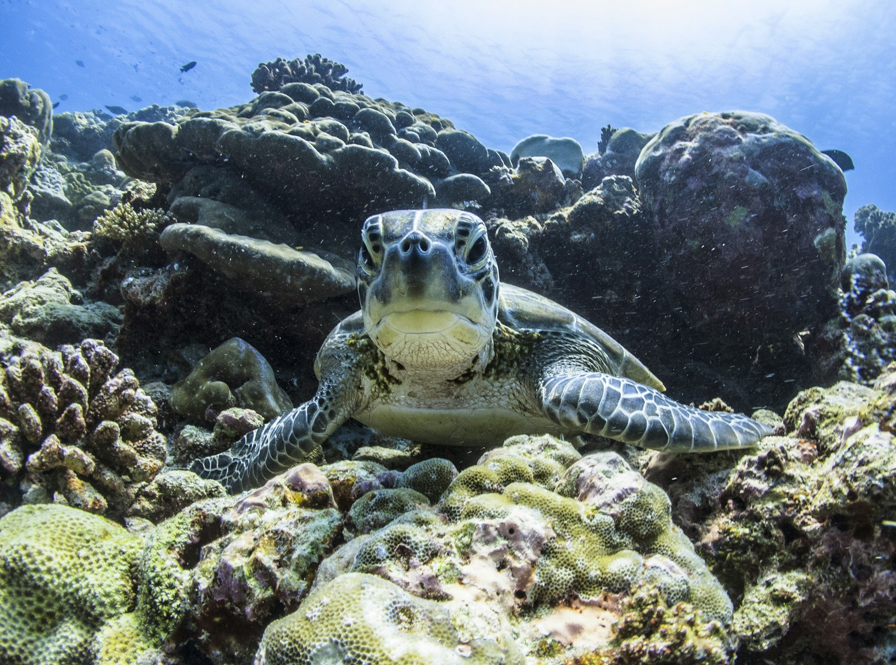 A sea turtle in the Maldives
