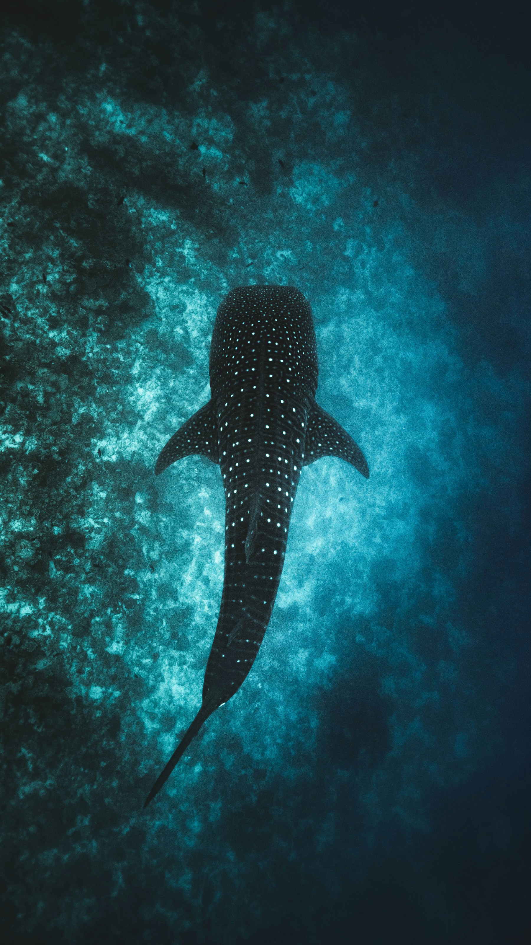 A whale shark in South Ari waters
